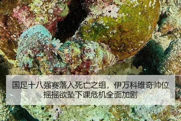 国足十八强赛落入死亡之组，伊万科维奇帅位摇摇欲坠下课危机全面加剧